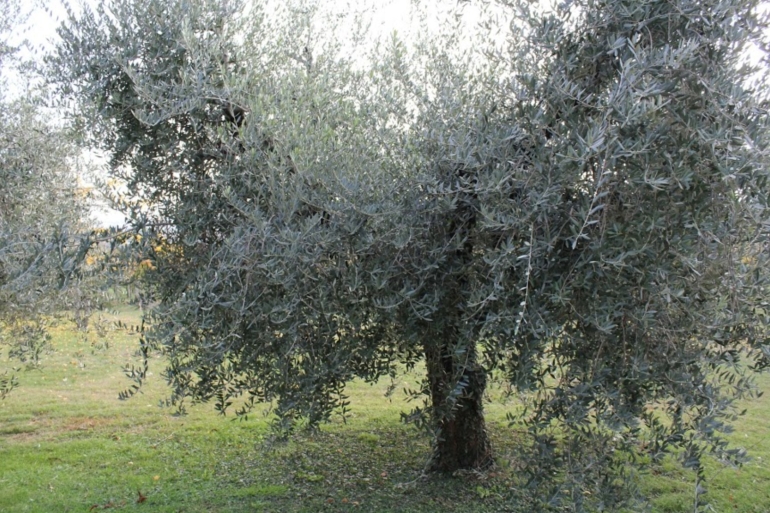 Il Brolo, oro del Garda Bresciano