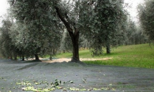 Brolo, giardino segreto. I sentieri di un grande extravergine gardesano. Fruttato e sovversivo. Da monocultivar Casaliva