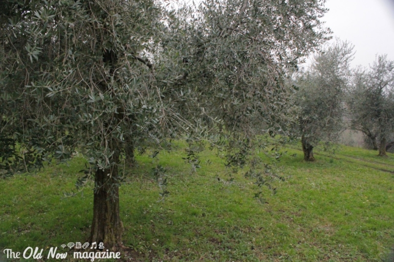 Azienda Agricola Il Brolo