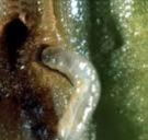 La mosca dellolivo