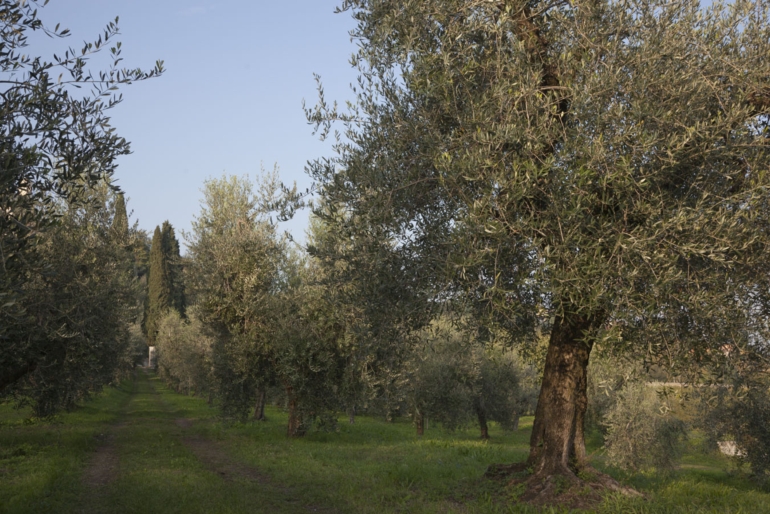 Valori nutrizionali olio extravergine di oliva